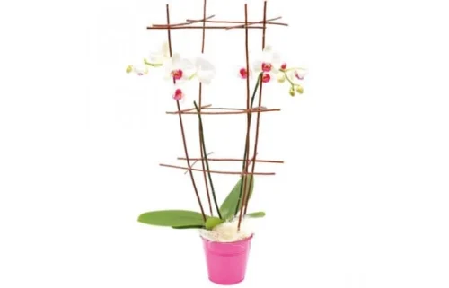 Orchidée Blanche En Cage