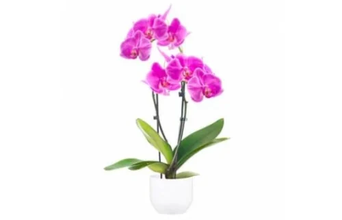 Orchidée Double Branche Rose Mauve