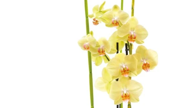 Orchidée Jaune Intensité 2 Orchidée Jaune Intensité – Image 2
