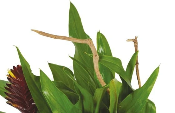 Panier De Plantes Antho Le Jardinier 2 Panier De Plantes Antho Le Jardinier – Image 2