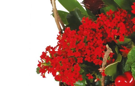 Panier De Plantes Antho Le Jardinier 3 Panier De Plantes Antho Le Jardinier – Image 3