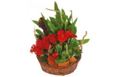 Panier De Plantes Antho Le Jardinier