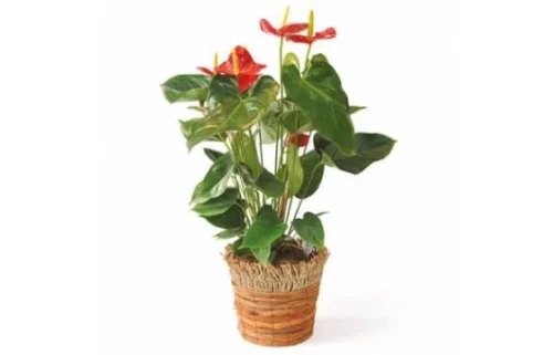 Plante Dépolluante Arthur L'Anthurium