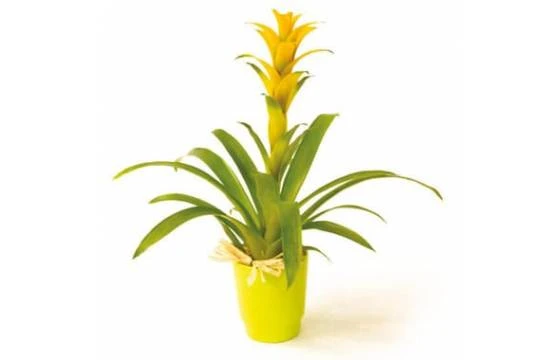 Plante Nana Le Guzmania Jaune 1 Plante Nana Le Guzmania Jaune
