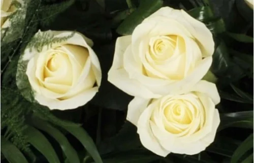 Raquette De Roses Blanches L'Ange Gardien 5 Raquette De Roses Blanches L'Ange Gardien -Boutique Fleur Deuil raquette de roses blanches l ange gardien 2