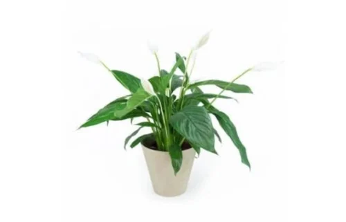 Spathiphyllum "Fleur De Lune"