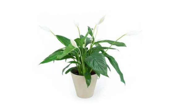 Spathiphyllum "Fleur De Lune" 1 Spathiphyllum "Fleur De Lune"
